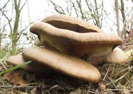 Attēlu rezultāti vaicājumam “Pleurotus ostreatus”