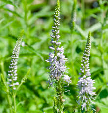 Attēlu rezultāti vaicājumam “Veronica longifolia flower”