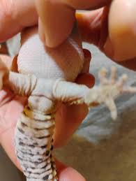 Image result for gravidity leopard gecko