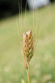 Attēlu rezultāti vaicājumam “Triticum aestivum”