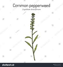 Attēlu rezultāti vaicājumam “Lepidium densiflorum fruit”