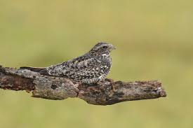 Image result for Chordeiles minor