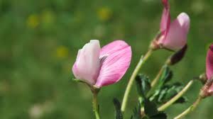 Attēlu rezultāti vaicājumam “Ononis arvensis bud”