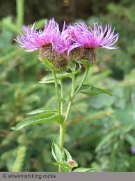 Attēlu rezultāti vaicājumam “Centaurea phrygia bud”