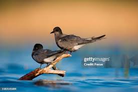 Attēlu rezultāti vaicājumam “Chlidonias niger”