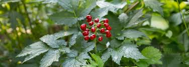 Image result for Christophskraut