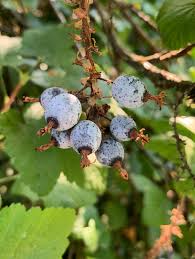 Attēlu rezultāti vaicājumam “Carex viridula fruit”