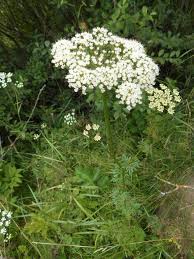 Attēlu rezultāti vaicājumam “Selinum carvifolia”