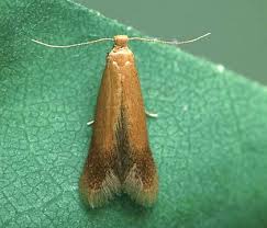 Attēlu rezultāti vaicājumam “Tischeriidae”