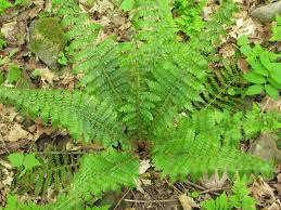Attēlu rezultāti vaicājumam “Polystichum braunii”