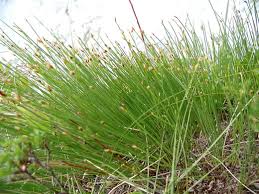 Attēlu rezultāti vaicājumam “Trichophorum cespitosum fruit”