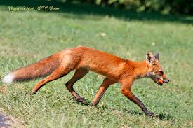 Attēlu rezultāti vaicājumam “Vulpes vulpes  juvenile”