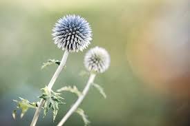 Attēlu rezultāti vaicājumam “Eryngium planum leaf”