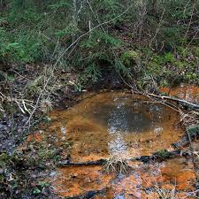 Attēlu rezultāti vaicājumam “Breidleria pratensis”