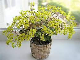 Image result for Aichryson