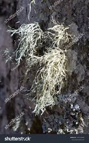 Attēlu rezultāti vaicājumam “Ramalina farinacea”