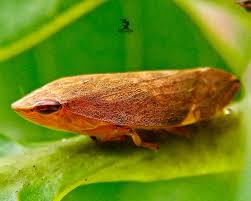 Attēlu rezultāti vaicājumam “Philaenus spumarius”