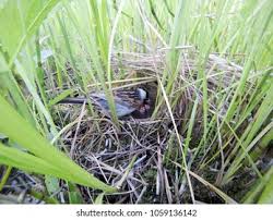 Attēlu rezultāti vaicājumam “Emberiza schoeniclus nest”