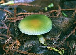 Attēlu rezultāti vaicājumam “Lycogala convexum young”