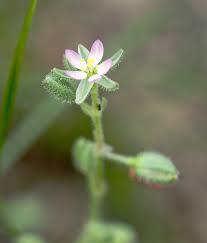 Attēlu rezultāti vaicājumam “Spergularia marina bud”