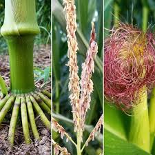 Attēlu rezultāti vaicājumam “Zea mays female flower”
