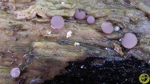 Attēlu rezultāti vaicājumam “Ombrophila violacea”