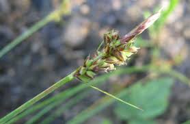 Attēlu rezultāti vaicājumam “Carex pilulifera”