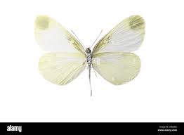 Attēlu rezultāti vaicājumam “Leptidea sinapis”