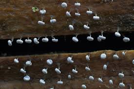 Attēlu rezultāti vaicājumam “Physarum album macro”