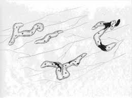 Attēlu rezultāti vaicājumam “Willkommlangea reticulata spores”