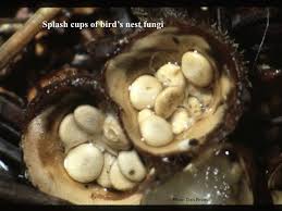 Attēlu rezultāti vaicājumam “Enteridium corticatum spores”