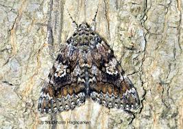 Attēlu rezultāti vaicājumam “Catocala sponsa”