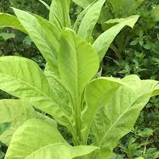 Attēlu rezultāti vaicājumam “Nicotiana tabacum leaf”