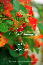 Attēlu rezultāti vaicājumam “Tropaeolum majus bud”