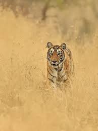 Kuvahaun tulos haulle tigers