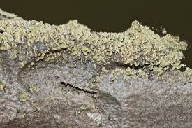 Attēlu rezultāti vaicājumam “Hypocenomyce scalaris”