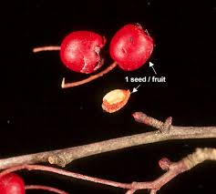 Attēlu rezultāti vaicājumam “Crataegus monogyna fruit”