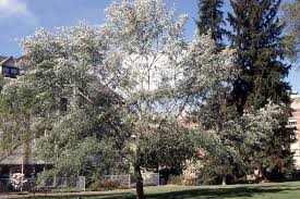 Attēlu rezultāti vaicājumam “Populus x canescens”