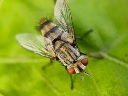 Attēlu rezultāti vaicājumam “Tachinidae”