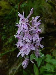 Attēlu rezultāti vaicājumam “Dactylorhiza russowii”