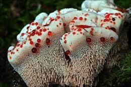 Attēlu rezultāti vaicājumam “Hydnellum ferrugineum”