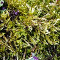 Attēlu rezultāti vaicājumam “Brachytheciastrum velutinum”