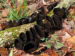 Attēlu rezultāti vaicājumam “Craterium minutum stalked”