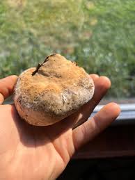 Attēlu rezultāti vaicājumam “Phellinus robustus”