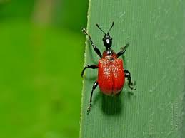 Attēlu rezultāti vaicājumam “Apoderus coryli”