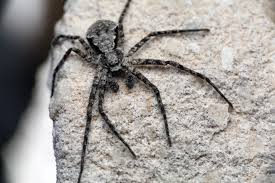 Attēlu rezultāti vaicājumam “Philodromus margaritatus”