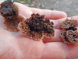 Attēlu rezultāti vaicājumam “Gloiodon strigosus”