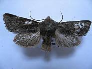 Attēlu rezultāti vaicājumam “Orthosia opima”