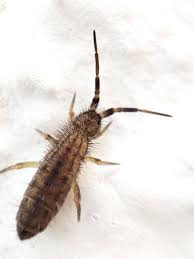 Attēlu rezultāti vaicājumam “Orchesella sp.”