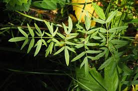 Attēlu rezultāti vaicājumam “Thalictrum lucidum”